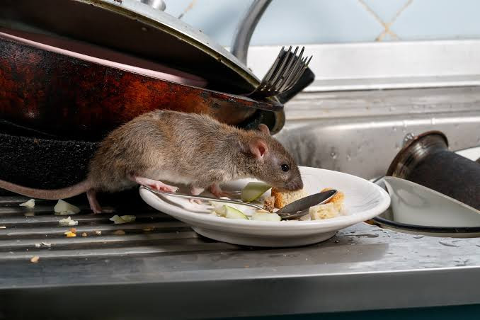 Diario Frontera, Frontera Digital,  Nacionales, Salud, ,Huniades Urbina explica medidas preventivas contra el hantavirus: la limpieza es la clave