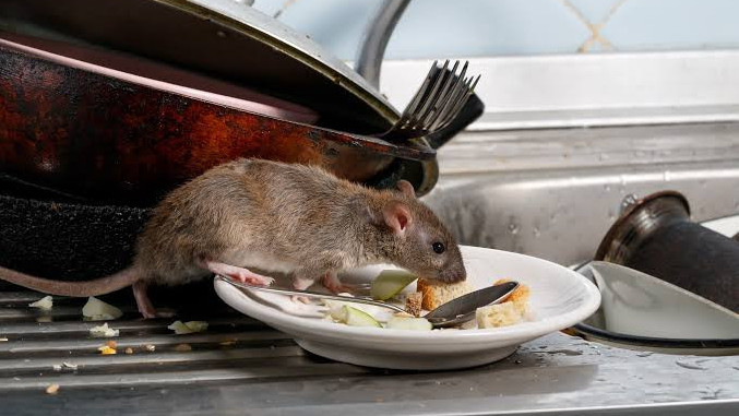 https://www.test.fronteradigital.com.ve/Huniades Urbina explica medidas preventivas contra el hantavirus: la limpieza es la clave