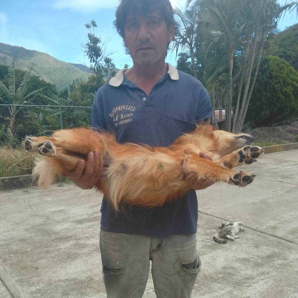 Diario Frontera, Frontera Digital,  Mocoties, ,Alerta en Bailadores: Denuncian envenenamiento de siete mascotas en El Rincón de La Laguna