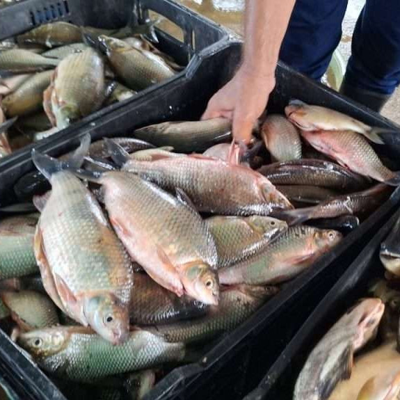 Diario Frontera, Frontera Digital,  Regionales, ,Plan Coporo en Mérida cosechó más de 500 kilogramos de la especie